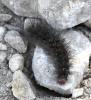 Arctia villica